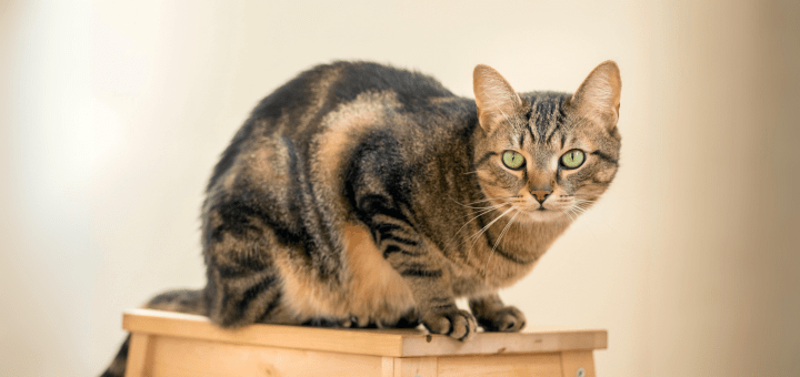 Señales Clave de Estrés en Gatos Exóticos: ¡Dueños, Atención! 1 senales clave de estres en gatos exoticos duenos atencion