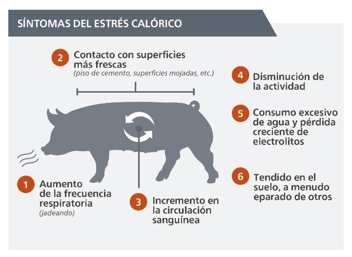 senales de estres en mi cerdo de la india cuales son