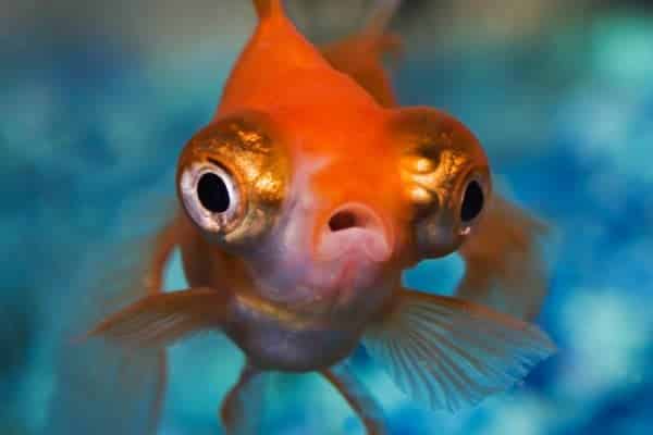 senales de estres en peces cuando lo sienten y que observar