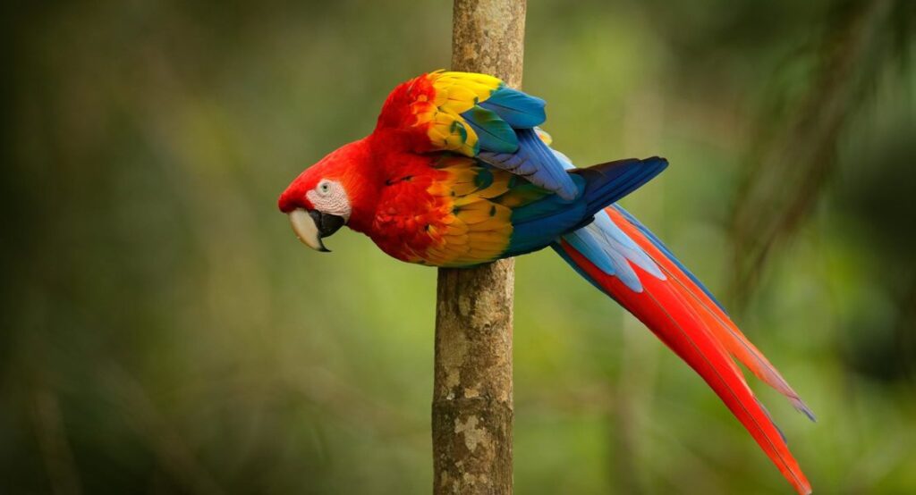Señales de que un loro quiere jugar contigo y divertirse 1 senales de que un loro quiere jugar contigo y divertirse