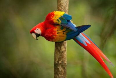 senales de que un loro quiere jugar contigo y divertirse
