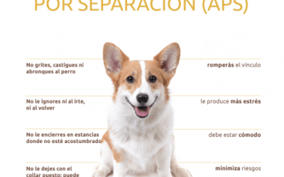 si observas que tu mascota sigue mostrando signos de ansiedad incluso despues de un periodo de adaptacion razonable