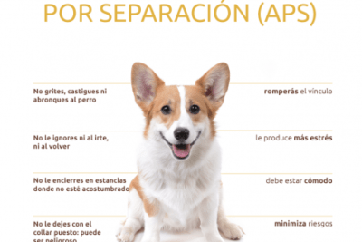 si observas que tu mascota sigue mostrando signos de ansiedad incluso despues de un periodo de adaptacion razonable