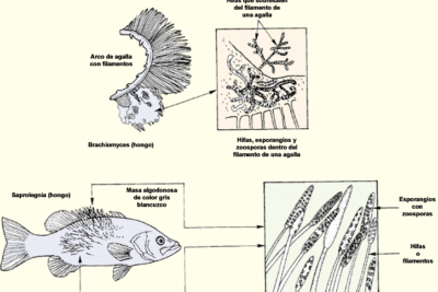 signos clave de enfermedad en peces que requieren atencion