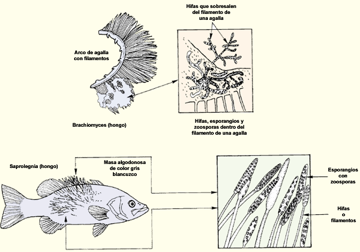 signos clave de enfermedad en peces que requieren atencion