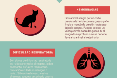 sintomas que indican que tu mascota exotica necesita atencion veterinaria