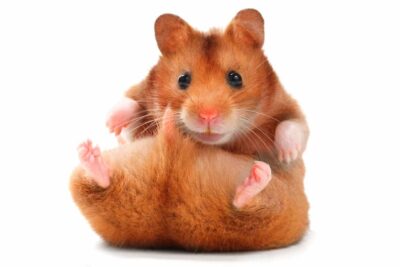 socializacion de hamsters con personas y animales domesticos