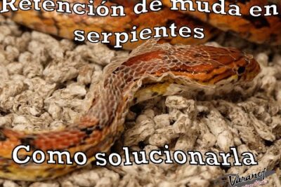 solucion al problema de la muda inadecuada en serpientes