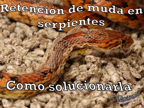 solucion al problema de la muda inadecuada en serpientes