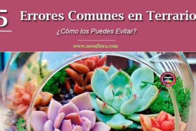 solucionando problemas comunes en terrarios de forma eficaz