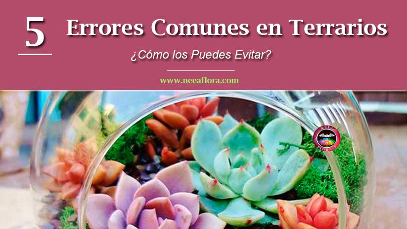 Solucionando Problemas Comunes en Terrarios de Forma Eficaz 1 solucionando problemas comunes en terrarios de forma eficaz