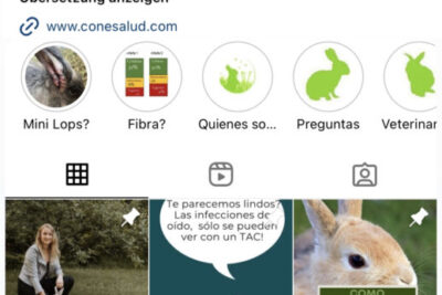 suplementos de vitamina d para conejos beneficios y consejos