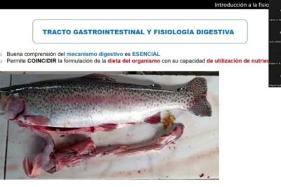 suplementos esenciales para el crecimiento saludable de peces