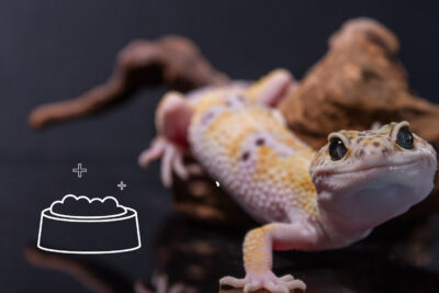 suplementos esenciales para la salud dental de reptiles guia
