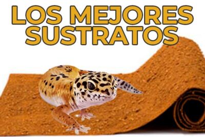 sustrato ideal para crear un habitat de gecko leopardo