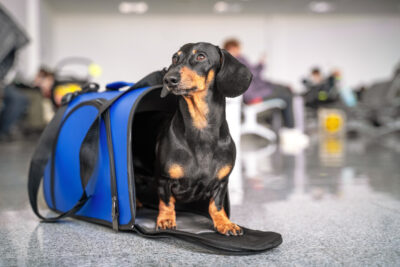 tecnicas para calmar mascotas nerviosas en el transporte