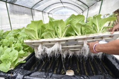 tecnicas sorprendentes de agricultores de acuario y sus cultivos