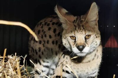 tecnologia clave en la conservacion de mascotas exoticas