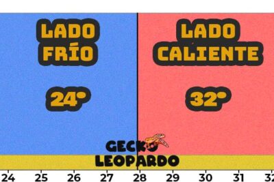 temperatura ideal para el terrario durante la noche