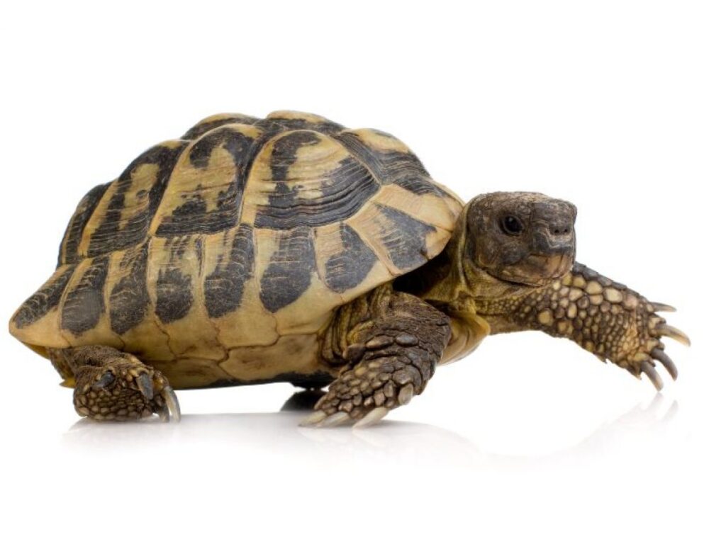 temperatura segura y adecuada para cuidar tortugas de tierra
