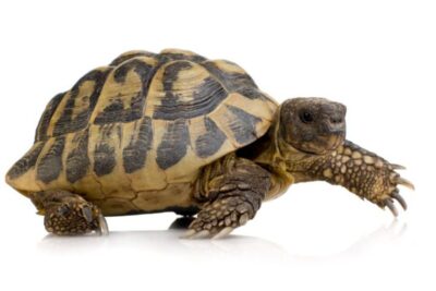 temperatura segura y adecuada para cuidar tortugas de tierra