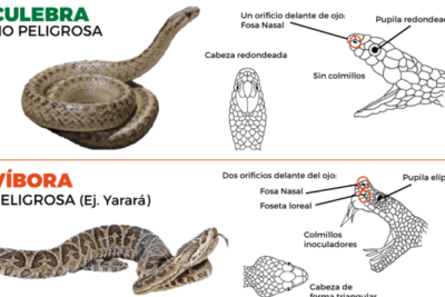 tiempo de adaptacion de una serpiente a su nuevo terrario