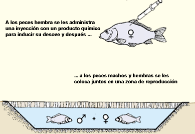 tiempo ideal para introducir reptiles en un acuario establecido
