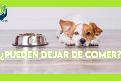 tiempo sin comer para una mascota exotica cuanto es seguro