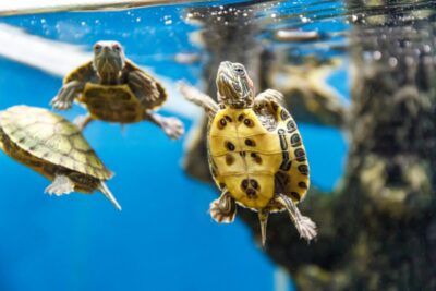 transporte de tortugas consideraciones y cuidados