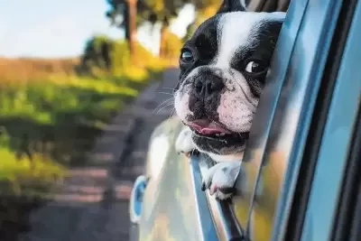 transporte en coche vs avion que es mejor para mascotas