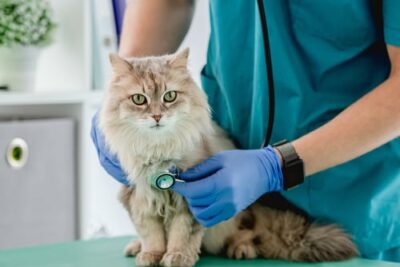 tratamientos para enfermedades cardiacas en gatos exoticos