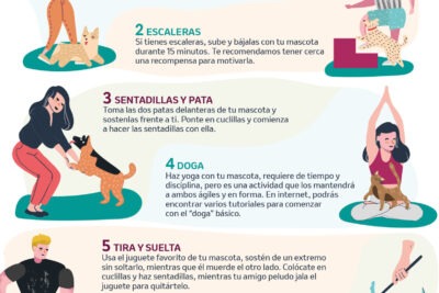 uno de los aspectos mas importantes que puedes hacer es mantener la rutina de tu mascota tanto como sea posible los animales prosperan en la rutina