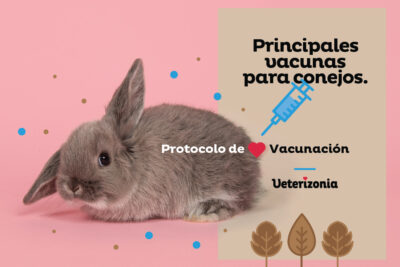 vacunas esenciales para la salud de conejos domesticos