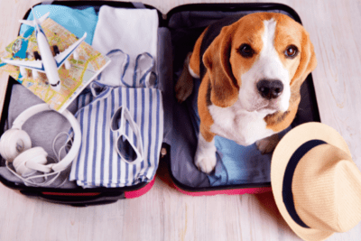 ventajas y desventajas del transporte de mascotas en viajes