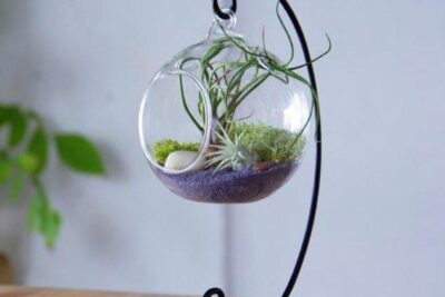 ventilacion en terrarios por que es importante