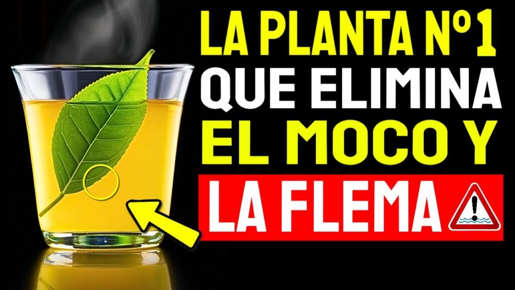 1 taza para limpiar el exceso de moco y flema remedios efectivos