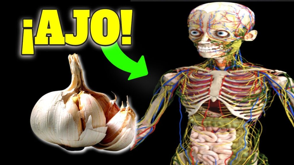 Ajo Crudo: ¡Descubre sus Increíbles Beneficios para la Salud! 1 ajo crudo descubre sus increibles beneficios para la salud