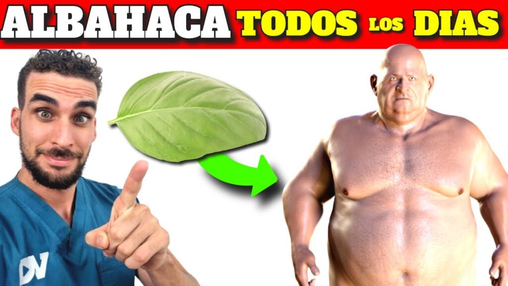 albahaca medicinal descubre sus increibles beneficios