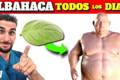 albahaca medicinal descubre sus increibles beneficios