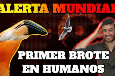 gripe aviar h5n8 en humanos alerta sanitaria y riesgo de pandemia