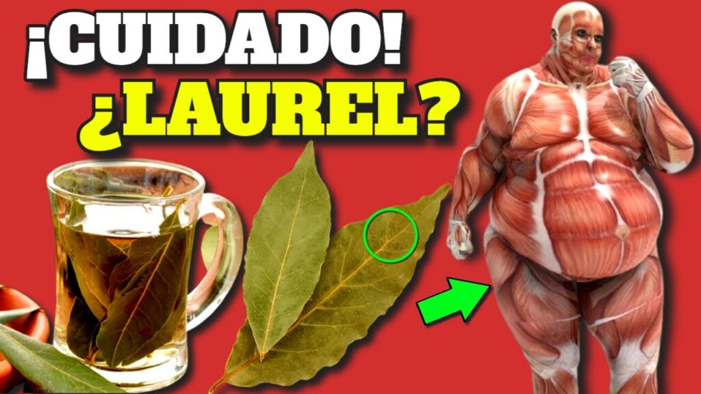 laurel poder medicinal oculto y beneficios para tu salud