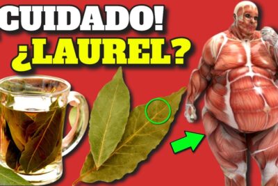 laurel poder medicinal oculto y beneficios para tu salud
