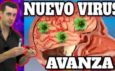 nipah virus riesgos sintomas y prevencion del virus mortal
