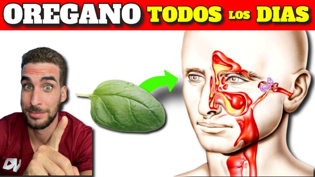 oregano poder antioxidante y beneficios para tu salud