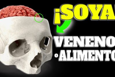 soja guia completa de beneficios riesgos y tipos