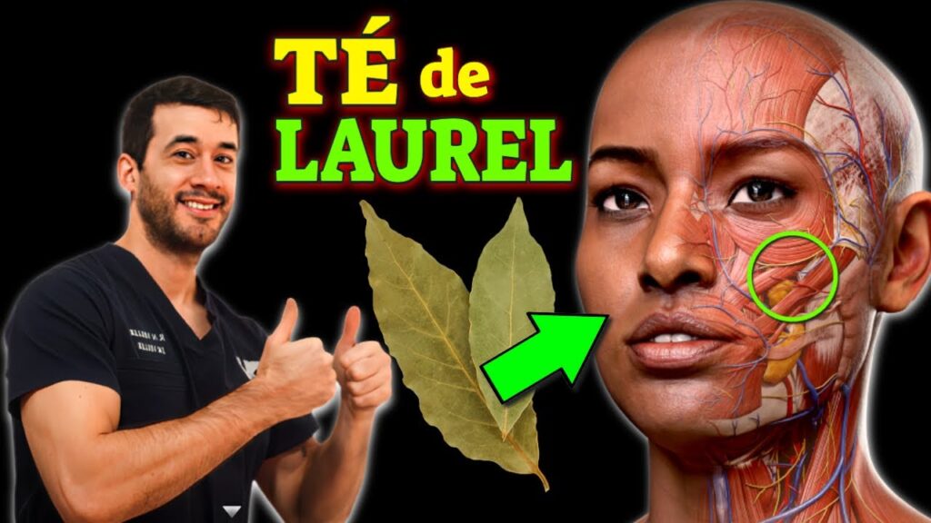 te de laurel enfermedades que cura y como prepararlo